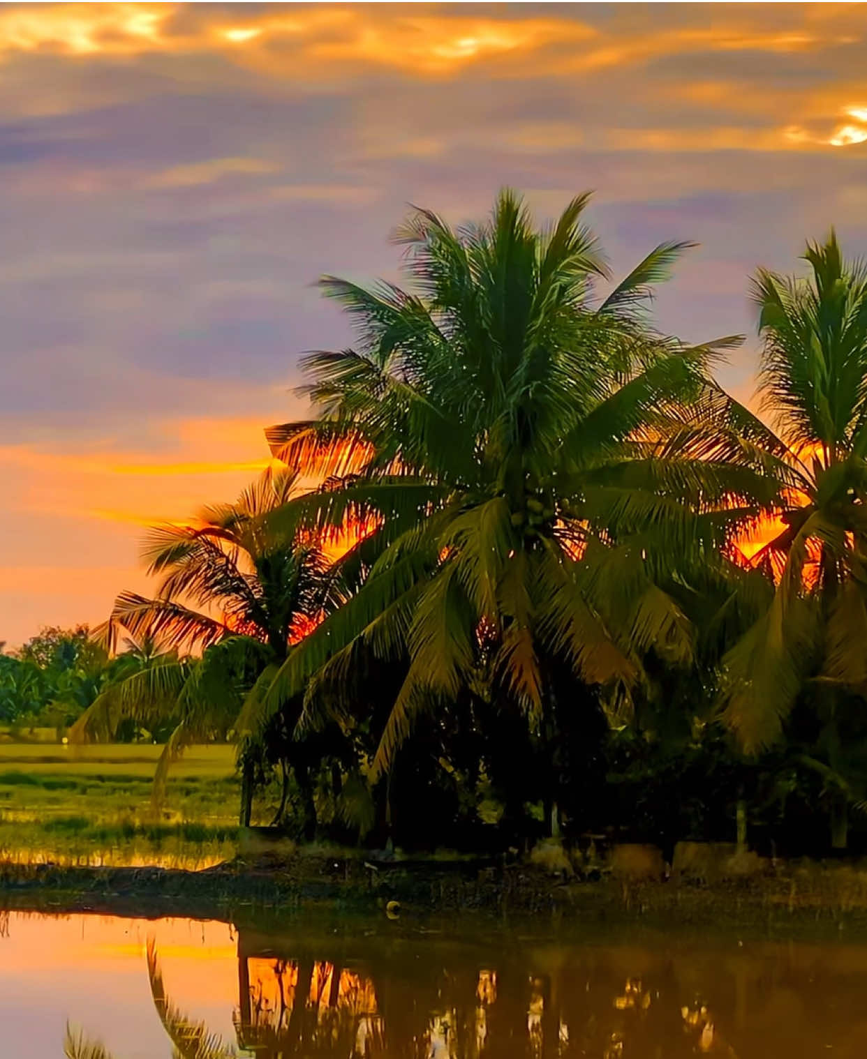 Về bên máy tranh siêu.. #binhyen🌾🌴 #phongcanhthiennhien #chillmientay #netdepquehuong #mientayquetoi 