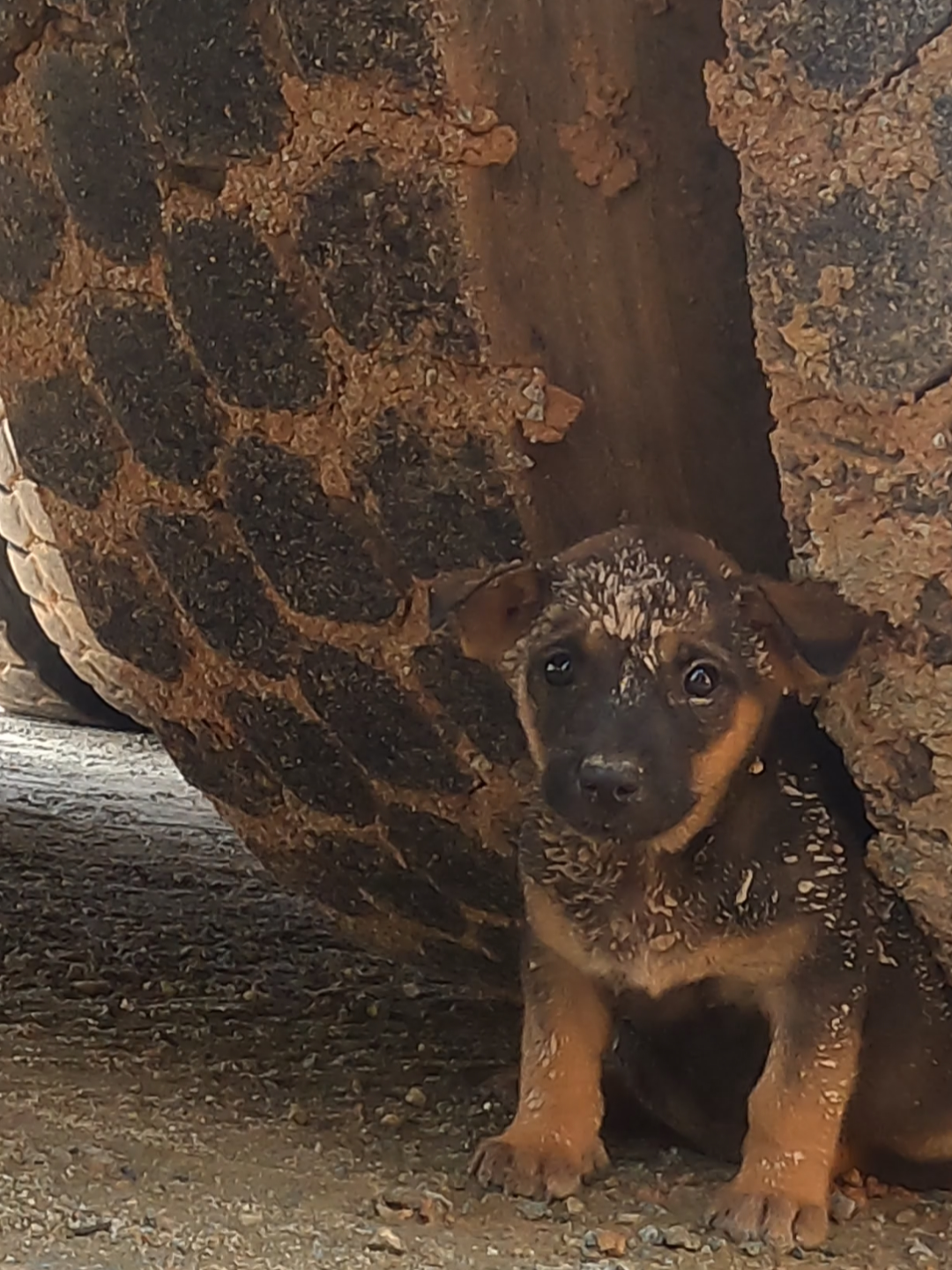 On my way home after work, I saw this poor little dog wandering under the car and I took it home to take care of it. #rescue #animals #cats #rescue #animals #dogs #dogs #poor_dogs #rescued_dogs #dog_videos #dogsoftiktok #lovesolution