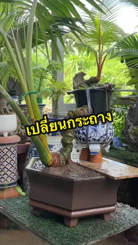 เปลี่ยนกระถาง #บอนไซ #ต้นไม้ของฉัน #ไม้มงคล #เทคนิค #สวนหลังบ้าน 