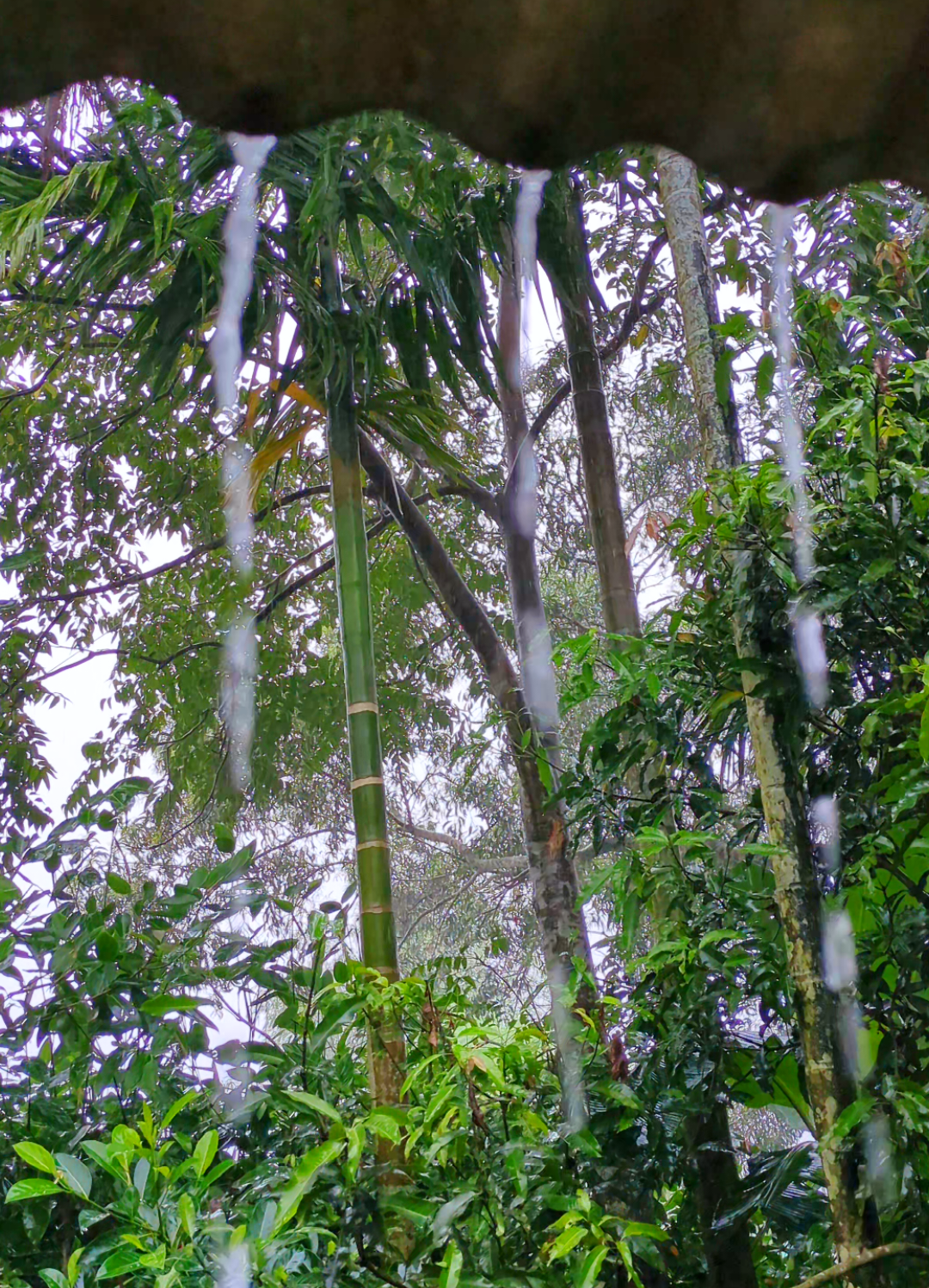 রোদ বৃষ্টি যখন একসাথে।🌿🌿🥰🩷 #Foryou #Foryoupage #netural #tiktok #viralvideo 