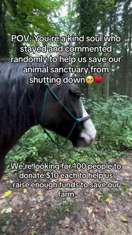 Every kind comment would mean a world to me #horses #shelter #sanctuary #animalsoftiktok #horselovers 
