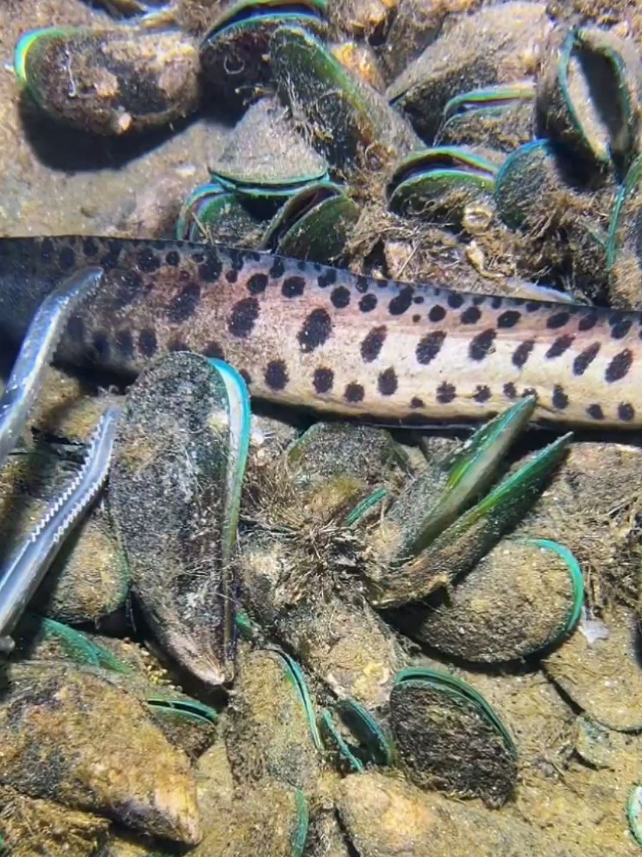 #diving #crab #eel #seaside #seafood 