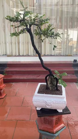 Bonsai Bàn Trà Tùng Đen Dễ Khai Thác. #tungden #bonsaiphongtra 