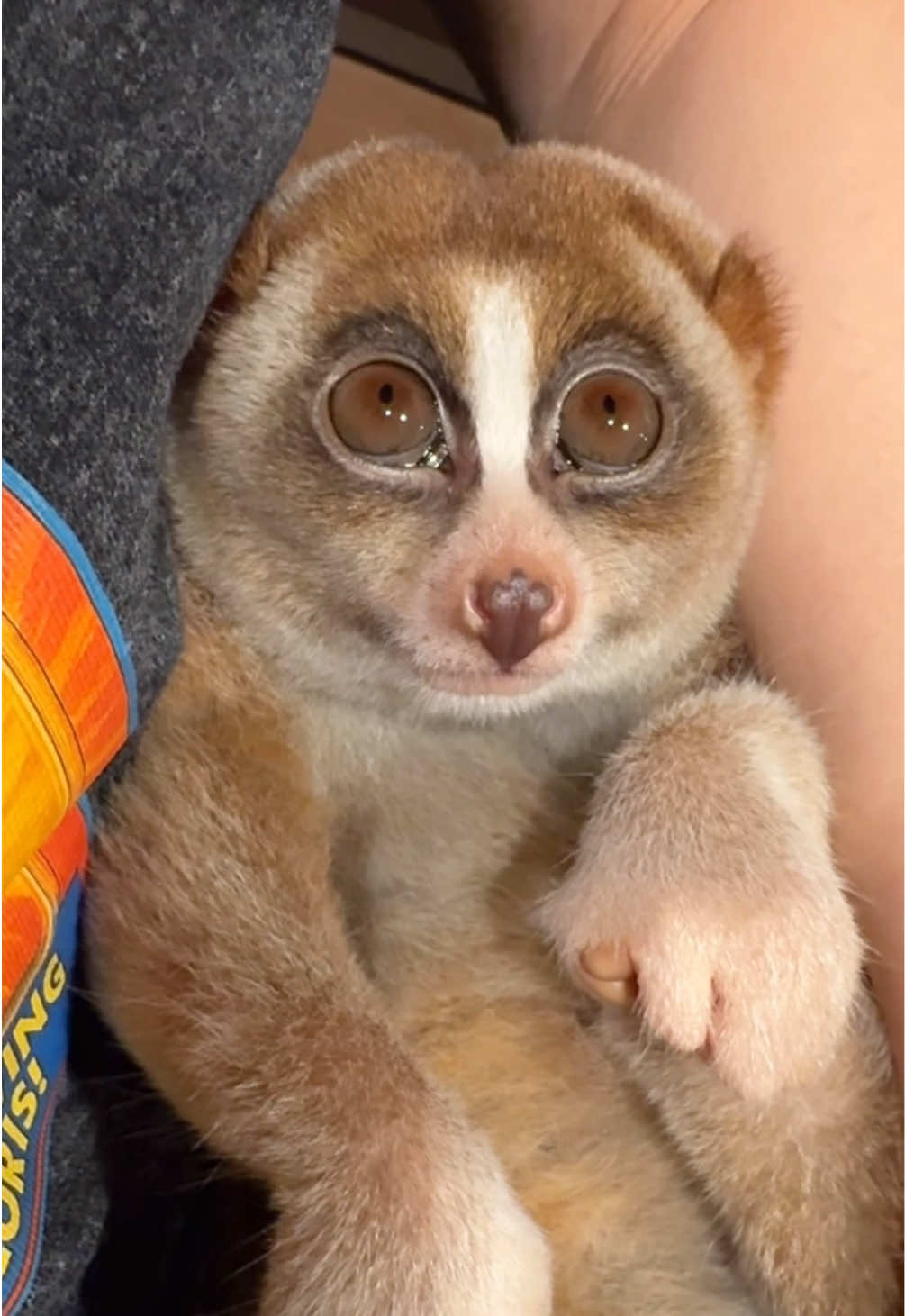 甘えん坊デリバー🐵 目の動きがカワイイから見てね！👀