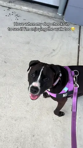 Her smile🥹 #staffy #dog #fyp #foryou 