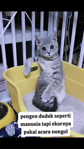 PENGEN GAYA MANUSIA #pecintakucing #hiburan #tiktokviral 