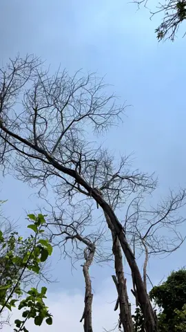 Problema mo ba ang mga damo? Oh mga ligaw na halaman? #treekiller #weedkiller #rootkiller #grasskiller #fyp 