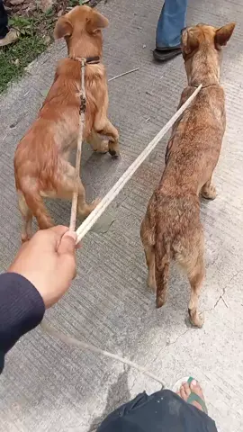 #fypp#porbimarentensumbar 