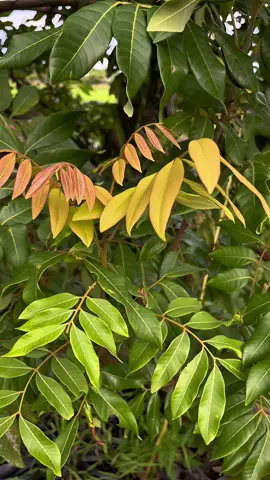 Kích rễ dùng cho mọi loại cây trồng và mọi giai đoạn của cây #xuhuong #nongnghiep #kichre #chiasekinhnghiem #phanbonla 