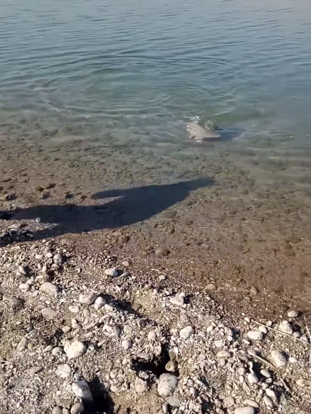 😱😮💯12 kg Sazan çektik #reels #yorumyap #keşfet #sazanavı #shorts 🐟🐟🐟 