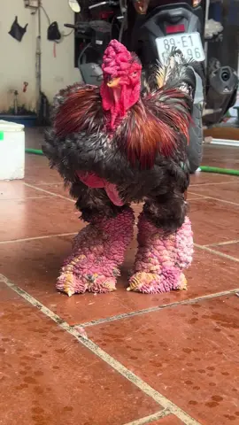 Mình công đuôi tốc đầu củ tre gà đông tảo#viral #6kg5 #xuhuong #trending 