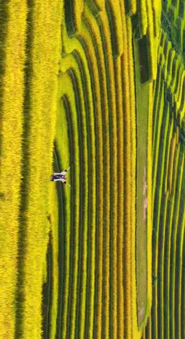 nghe tiếng gió mùi hương lúa #Homestay #homestaymucangchai #bopholendayhomestay #dulichmucangchai #cuporter 