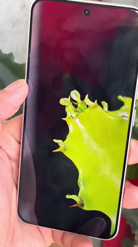 #Xiaomi đúng nghĩa chụp như cái máy thật ae ạ, liệu có mẫu nào liên tục như xiaomi mà không có độ trễ không ae cmt thử nhé #Xiaomi #Androi #vrial #cameratest 