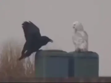 كان في غابة بعيدة غراب وبومة، يعيشان متجاوزین،  ولكن بینهما عداوة شديدة.  فالغراب لا يطيق البومة، إذ يراها ذات وجه مخیف  وعينين تلمعان في الظلام، والبومة تبغض الغراب  لصياحه الدائم في النهار الذي يمنعها من الراحة.  ومع مرور الأيام ازداد الخلاف بینهما، فلا الغراب  يزور البومة، ولا البومة تسالم الغراب، حتی صار کل  منهما یفر من الآخر متی رآه.  فصار الناس يضربون بهما مثلاً في العداوة الي لا صلح فيها، فيقولون: 