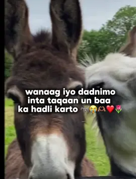 darisnimo Abgaal baa leh 🫏❤️🫶🏽🌷#abgaaley😀 #foryoupage #somalitiktok #fyp 