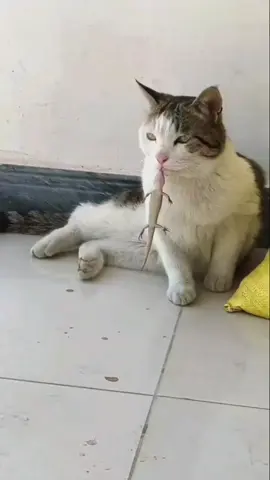 สรุปใครเป็นเหยื่อ🤣 #ทาสแมว #สัตว์เลี้ยงแสนรัก😍😻😘 #สัตว์เลี้ยงtiktok #catsoftiktok #Animals 