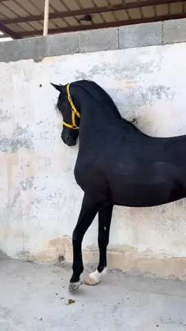#mashallah #أب #شقب #🐎 