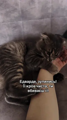 він мене бʼє, він мене дусе 🥺 #сутінки #twilight #catlovers #fyp #trendingvideo 