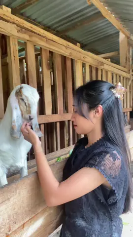 bahan sw mu cah #fyp #storytime #storywa #peternakmuda 