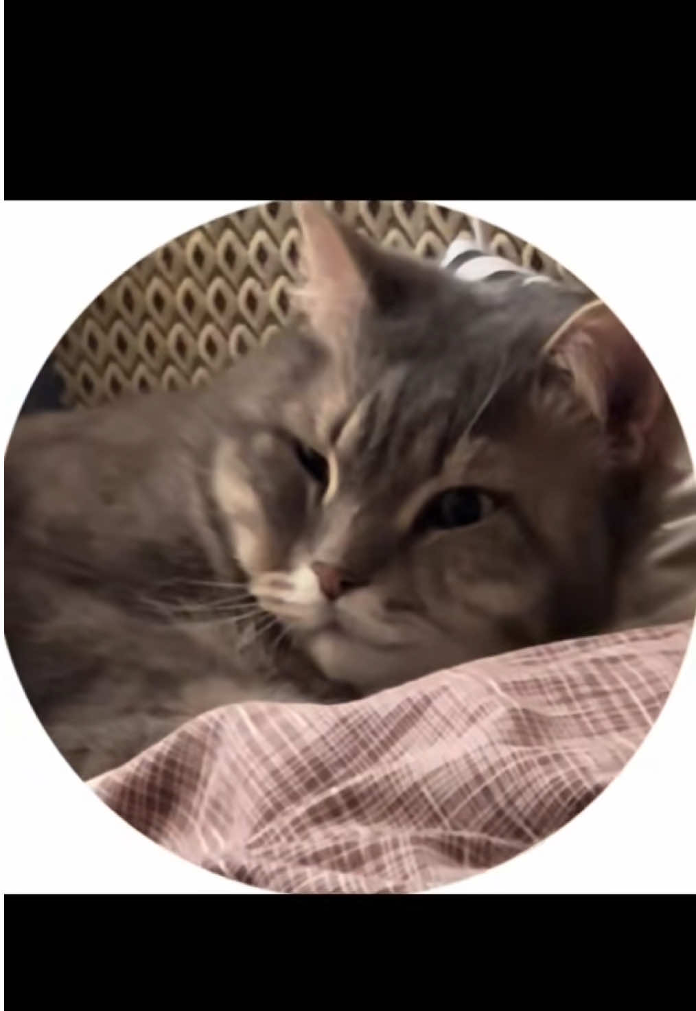 #fyp #foryou #кот #котик #прикол 