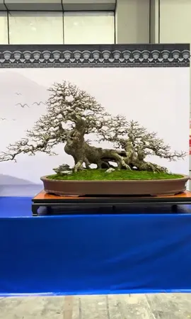 #bonsai #nghệthuật #xh #tiennghiencay 
