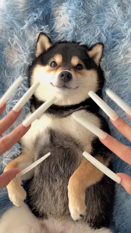 MANYU ASMR-Nail Extensions vs Doggie SPA~ #littlemanyu #dogsoftiktok #dogs #spa #shibainu #asmr #shibainumanyu #cute #shiba #manyuland 