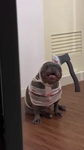 Which dog Halloween costume is your favorite???🎃🎃🎃#dog#halloween #dogcostume#funnydog#halloweencostume 