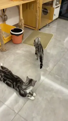 Cat's first time being a mum #Cat#Cats#Kitten#Kittens#Meow