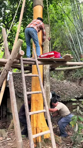 Bóc vỏ quế phải thật sự khéo léo, ko dc nóg vôi mới làm được. Phải ko các bác #quế #giavị #nongsan 