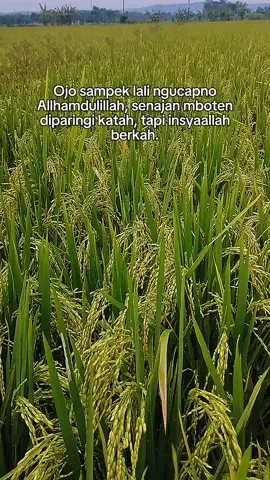 #CapCut #petaniindonesia🇮🇩🇮🇩🇮🇩🌿🌿 #viralvideos #fypシ #klaten24jam 