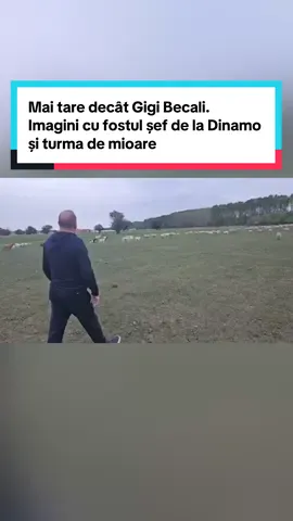 Mai tare decât Gigi Becali. Imagini cu fostul șef de la Dinamo și turma de mioare #exclusiv #ProSport 