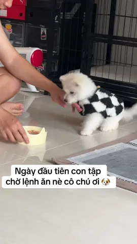 Ngày đầu con tập chờ ăn !! Đói quá ba ơi 🐶 #bichonfrisepuppy #chocon #Tapchoan 
