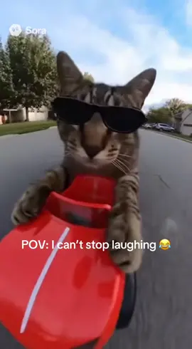 POV: I can’t stop laughing 😂💀 #funnycats #funnyvideos #funnyanimals #comedy #fyp 