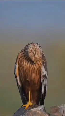 #qoutes #foryou #foryoupage #laguviral #CapCut 