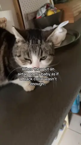 I am done with b**ches who think they can claim a cat off the streets that looks well fed and well cared. This is MY cat that we paid for all her expenses/vet visits etc. Come pay me a visit becausz your airtag is now in my room instead of on my baby’s neck. #catsoftiktok #thief #airtag #foru 