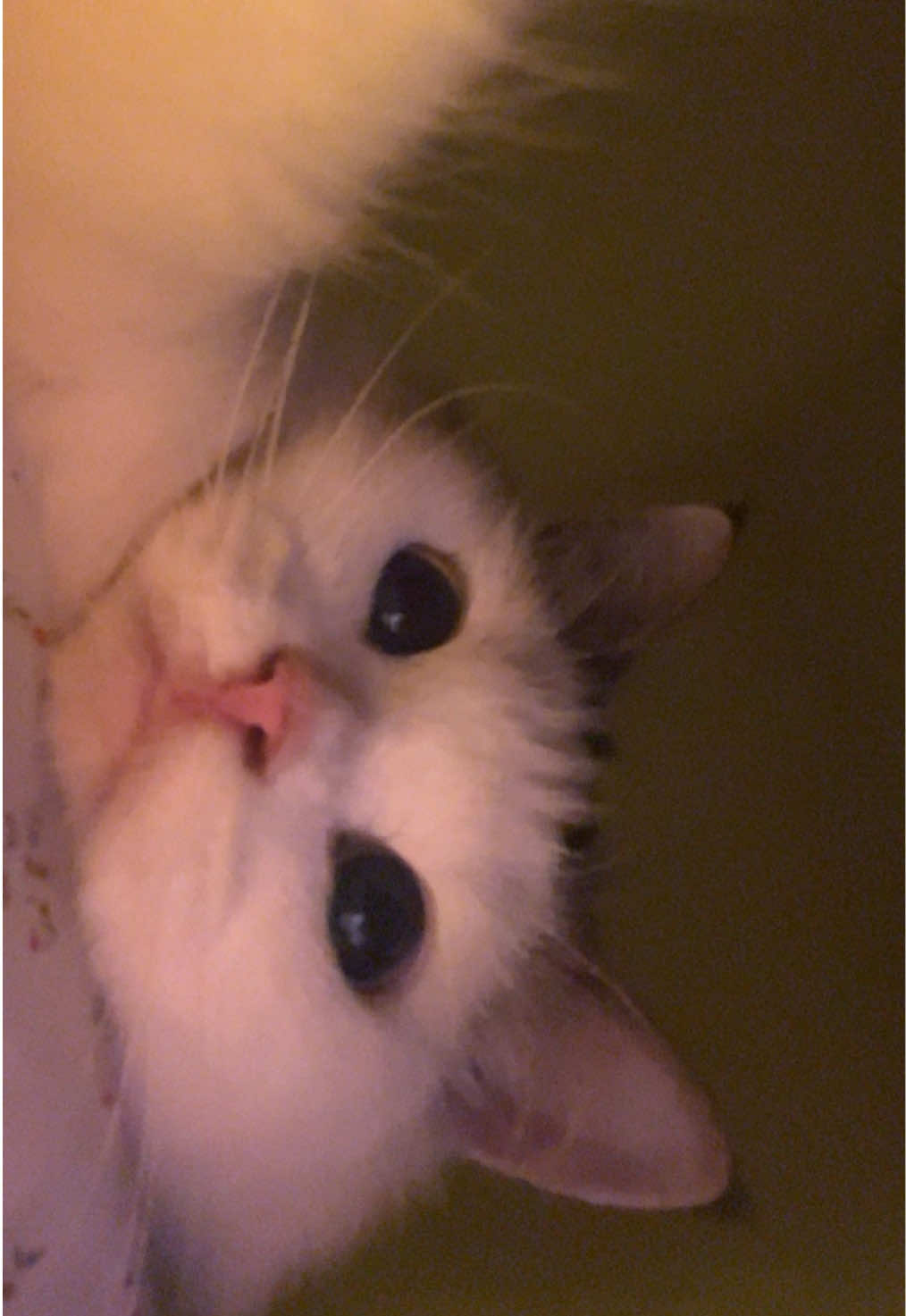 kitty❤️ #kucing #lucu 