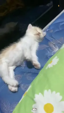 Meos oops #CyberCharge #xuhuong #BTG #cat