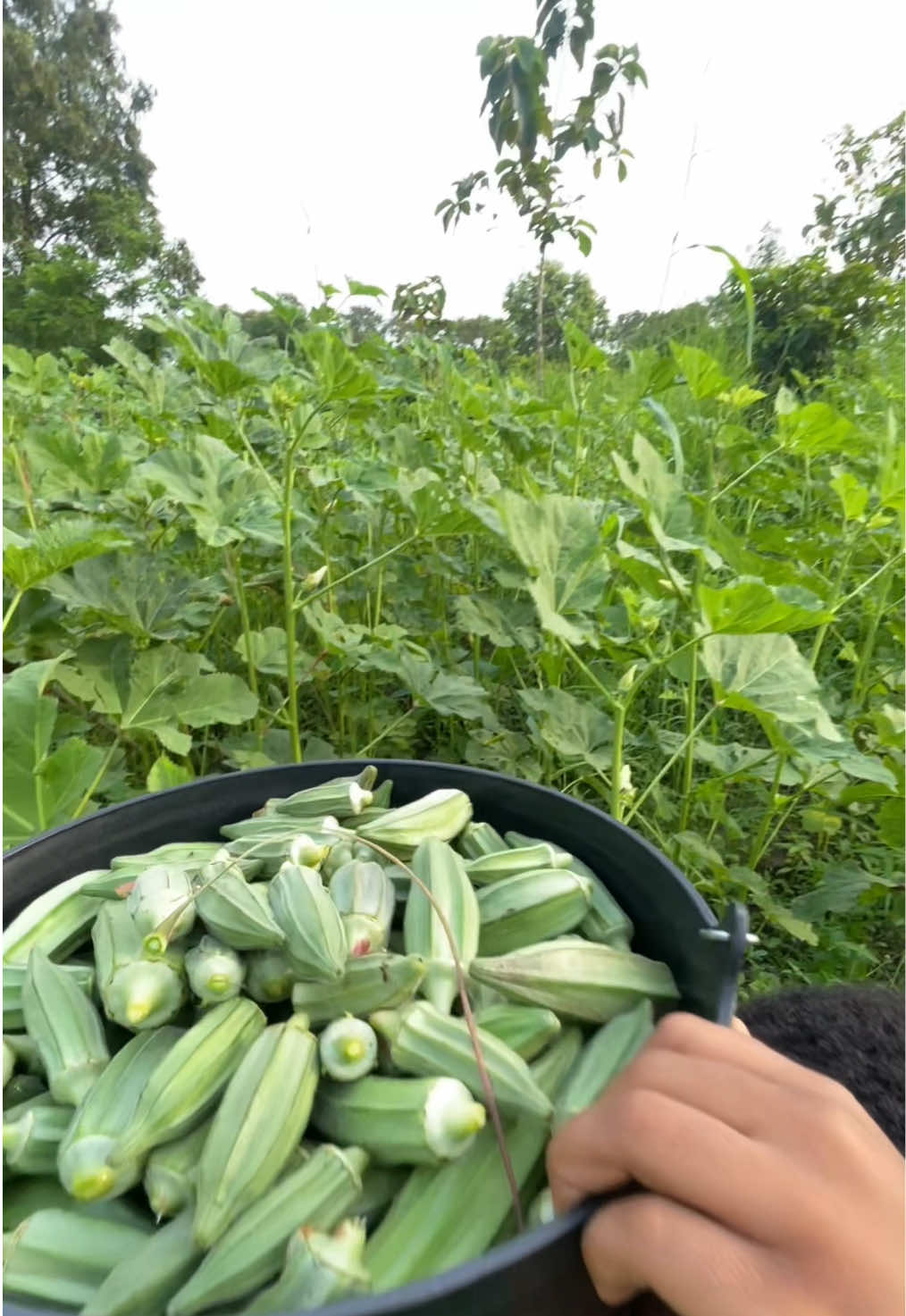 #tiktoktogo🇹🇬  #restaurant #fermeagroecologique #parcdejeuxpourenfants🤪