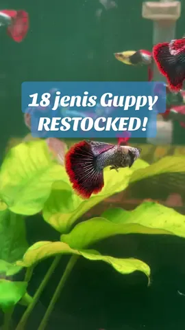 18 jenis guys! Dah max out aquarium kita utk hobbist 💕 #aquaticmalaysia #aquariumhobby #guppy #ikanhias #aquascape 