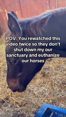 Every kind comment would mean a world to me #horses #shelter #sanctuary #animalsoftiktok #horsefarm       