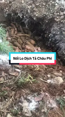 Dịch tả châu phi. Nổi lo của bà con #heorung #channuoi #heorungmientay #nongdan #dichtaheochauphi 