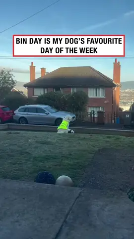 Starting the campaign to get Maddie’s face on the bin truck 🥹 ( @maddiethebad.e ) #fyp #tiktoker #viral #irishtiktok #ireland #irishhumour #video #videos #irish #funny