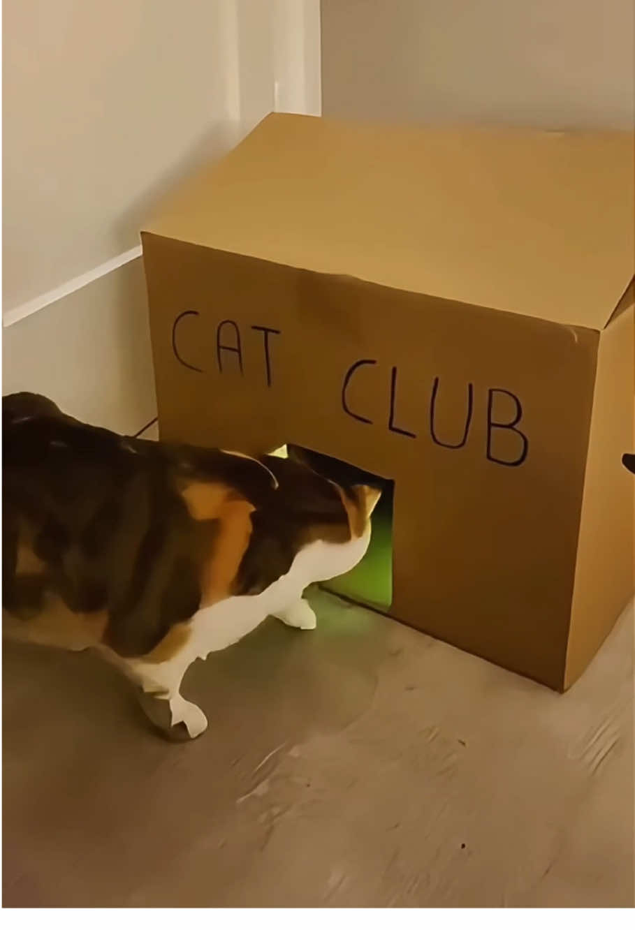 Cat club carnival😍❤️😂😻#catok #cat #funny #Love #catvideos 