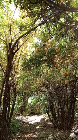 #fypシ゚ #fypシ゚viral🖤tiktok #shaqlawa #aktiv #foryou @✌️فاخير هه ريري✌️كوردستان✌️ 