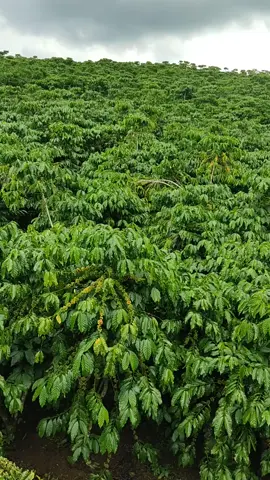 sắp trải bạt rồi mọi người,cà vàng hết rồi#xuhuong #coffee #trending #cà phê đa thân thả ngọn 