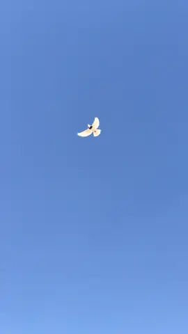 #🦅🦅🦅🦅🦅🦅🦅🦅 