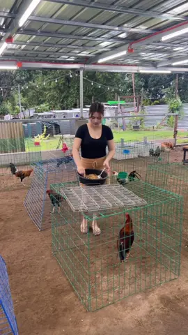 Ganito magpakain ang bagong handler 🐓😂