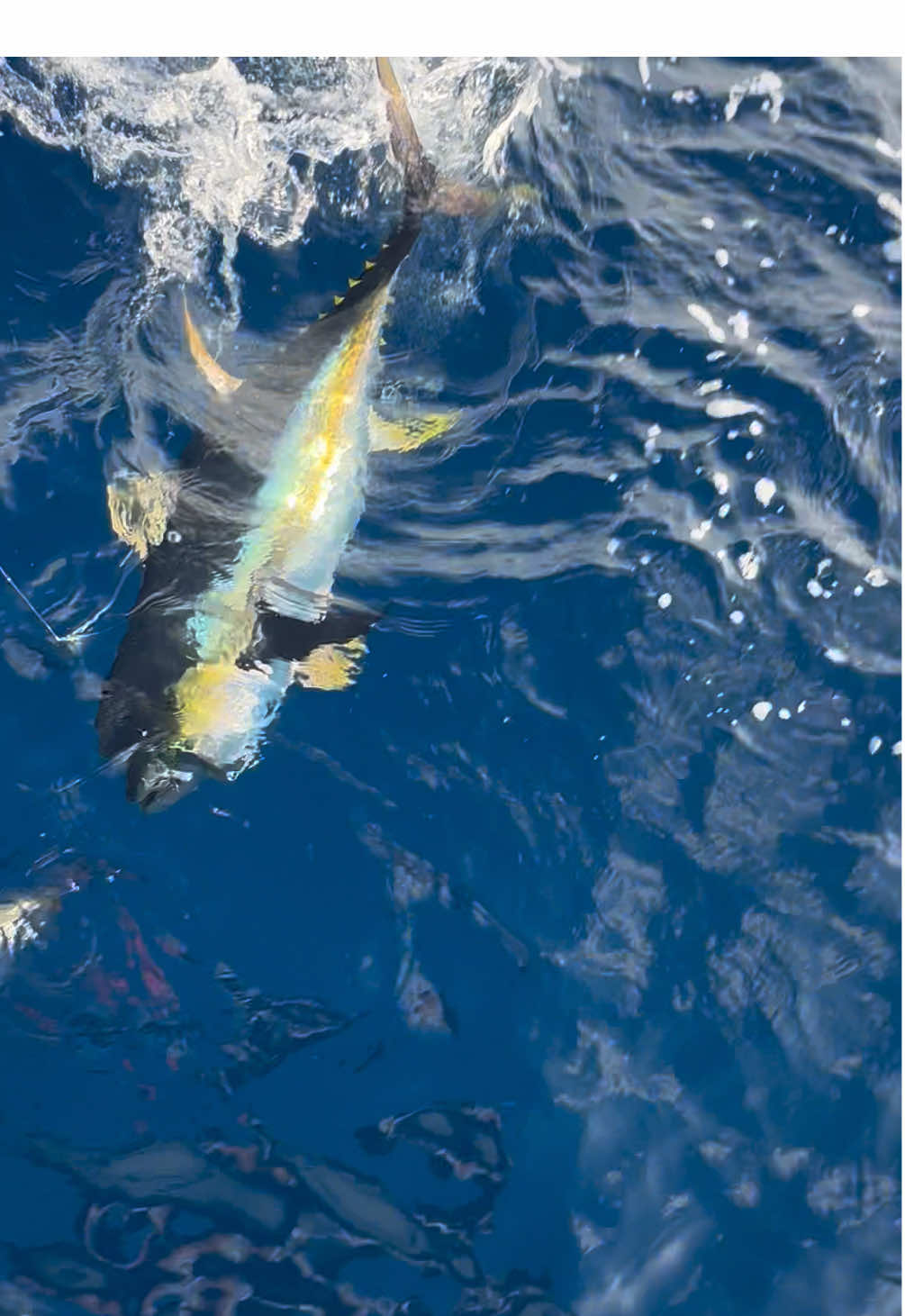 big yellow fin tuna on cast.                               #yft #yellowfintuna #fishing #fishinglife #fishingtiktoks 
