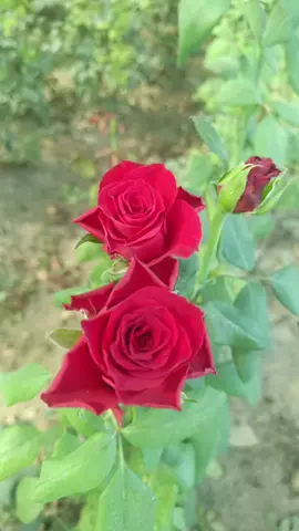 عشاق الورد 🌹🌹 يسعد صباحكم  من وين بتشاهد الفيديو 