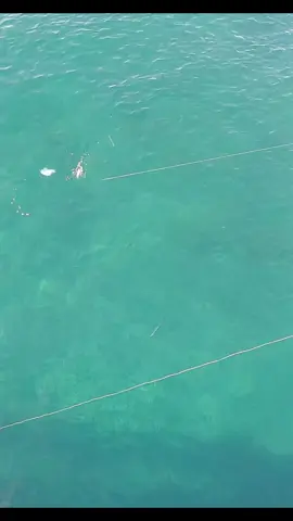 Barracuda al ataque @Atlantis Fishing Supply @Guille Lago @cazasalvajetv @pesca76 @pescaconyoel #todosobrepesca #comopescar #todoenpesca 